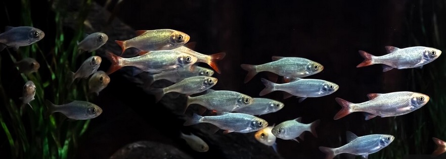 Poisson d'avril